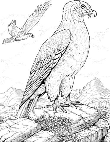 Hawk Prey Bird Coloring Page